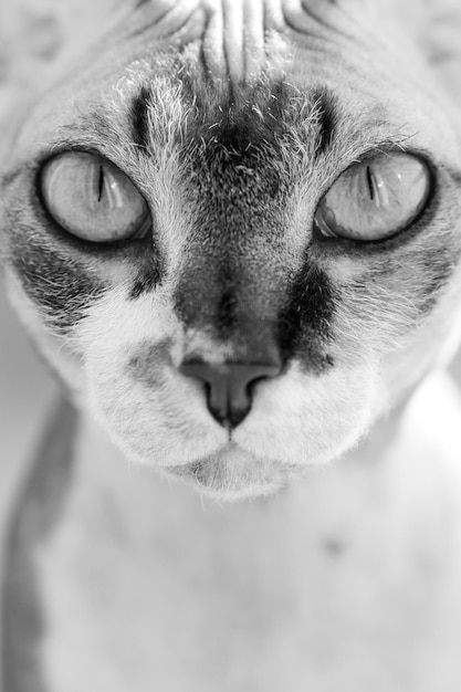 Portrait of a beautiful adorable young kitten sphinx cat close up