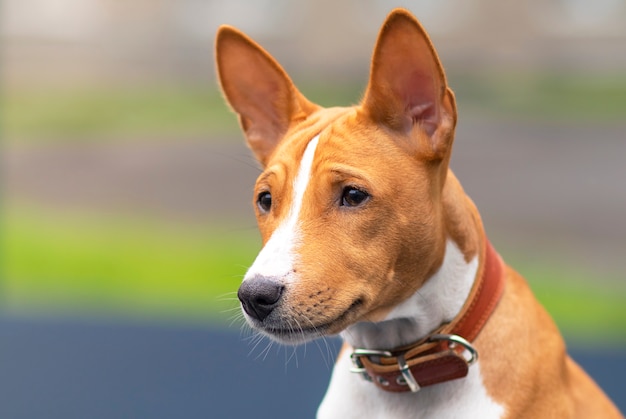 Portrait of a beautiful African Basenji Kongo terrier puppy outdoors.