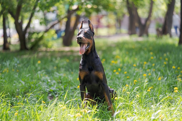 Portrait of a beautiful black and brown dog breed Doberman, which sitting in the park on the green grass in summer.