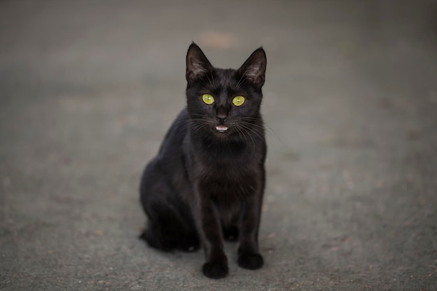 Portrait Beautiful black cat Black cat sitting on road