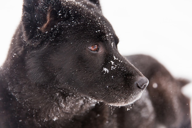 Portrait of beautiful black dog walking on snowy field in winter forest