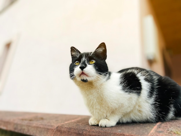 Portrait of a beautiful black and white cat sitting on the fence Animal pet Selective focus