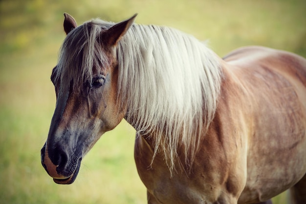 Portrait of a beautiful brown horse with a gray mane on a pasture vintage effect