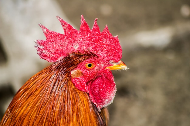 A portrait of a beautiful brown rooster