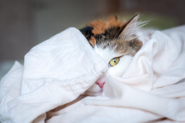 Portrait of a beautiful cat in the sunlight