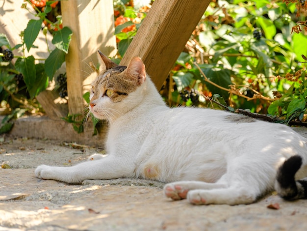 Portrait of a beautiful cat