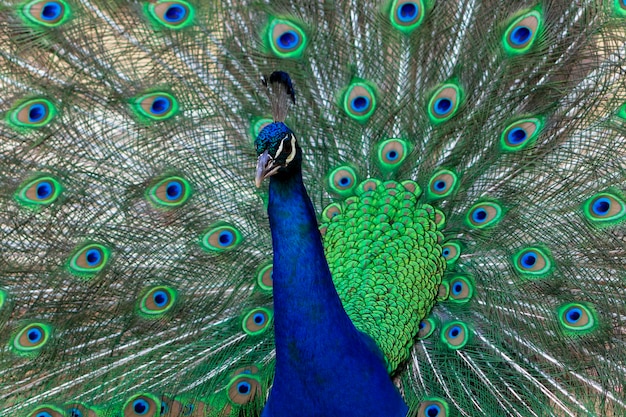 Portrait of beautiful colored male peacock with tail feathers out