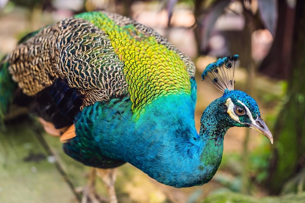 Portrait of a beautiful and colorful Blue Ribbon Peacock