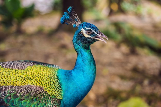 Portrait of a beautiful and colorful Blue Ribbon Peacock