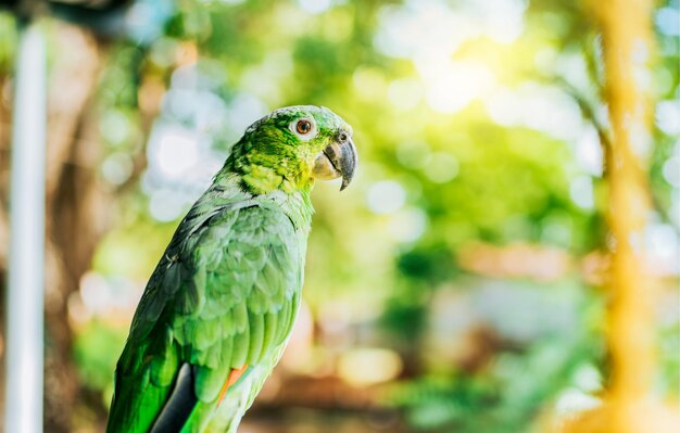 Photo portrait of beautiful and colorful yellownaped parrot outdoors beautiful yellownecked green parrot