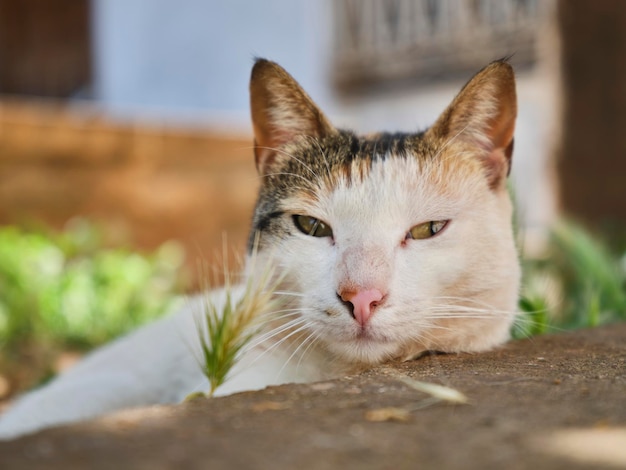 Portrait of beautiful and cute cat