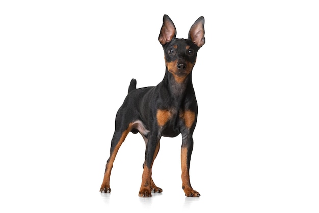 Portrait of beautiful cute dog Zwergpinscher posing isolated on white background Concept of animal life