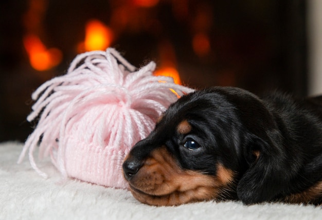 Portrait of the beautiful, cute, gentle a dachshund puppy