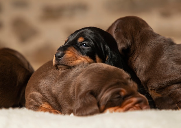 Portrait of a beautiful, cute, gentle dachshund puppy