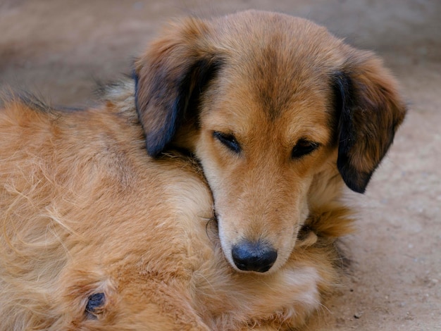 Portrait of a beautiful dog