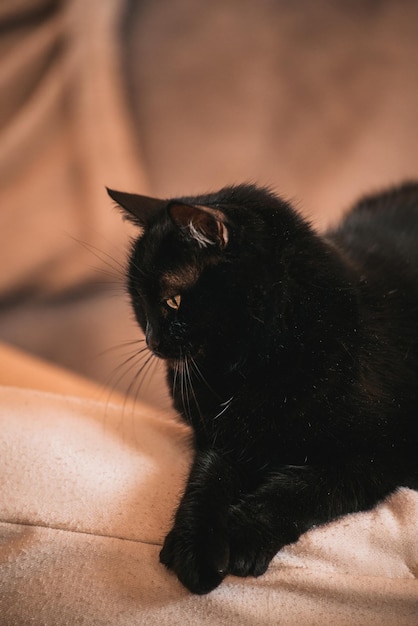 Portrait of a beautiful domestic cat Keeping pets inside the house concept