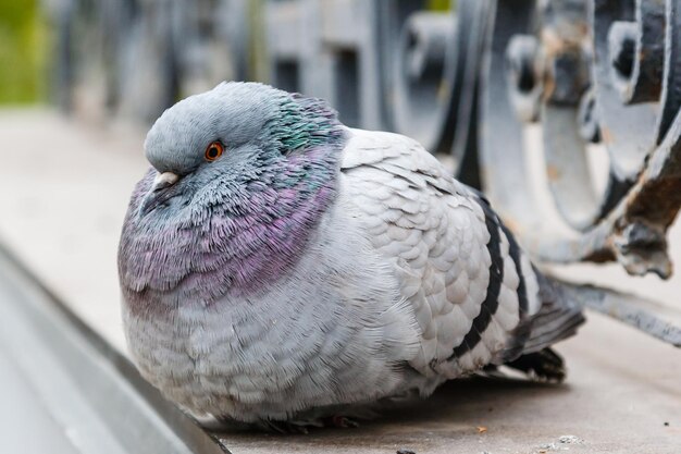 Portrait of a beautiful dove