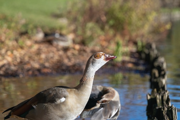 Portrait of Beautiful Egyptian goose standing in shallow water