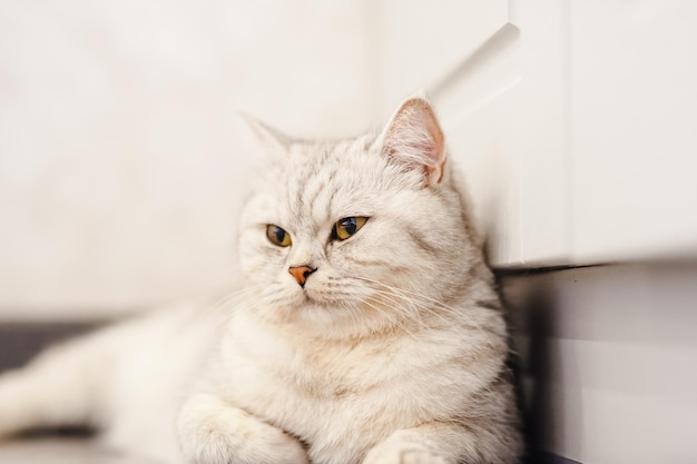 Portrait of a beautiful funny white pussy