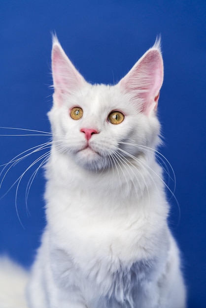 Portrait of beautiful longhair cat breed Maine Coon Cat on blue background