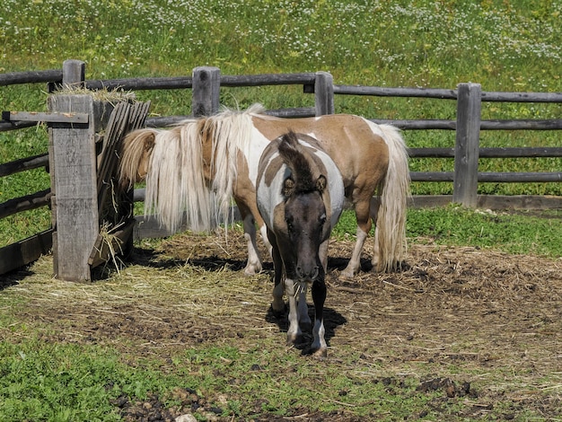 Portrait of beautiful miniature shetland breed pony in summer