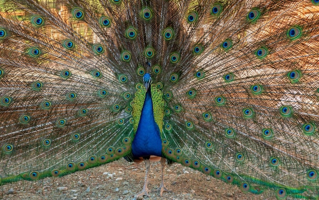 Portrait of beautiful peacock with feathers out The peacock fluffed his tail