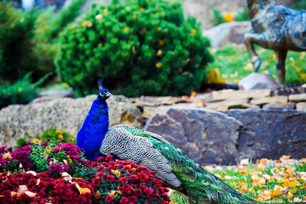 Portrait of beautiful peacock