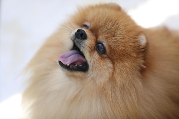 portrait of beautiful pomeranian spitz dog. close up