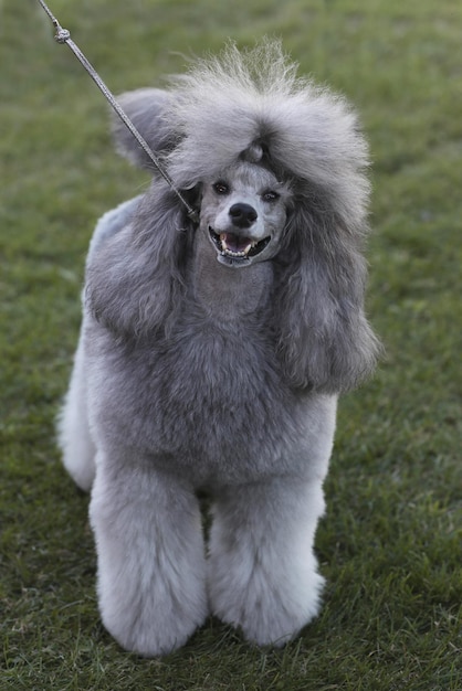 portrait of beautiful poodle dog. close up