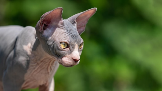 Portrait of beautiful purebred blue and white Sphinx kitten on sunny summer day