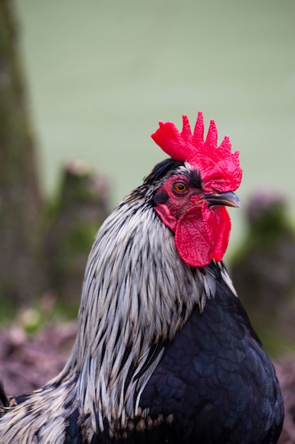 Portrait of Beautiful Rooster on nature background close-up