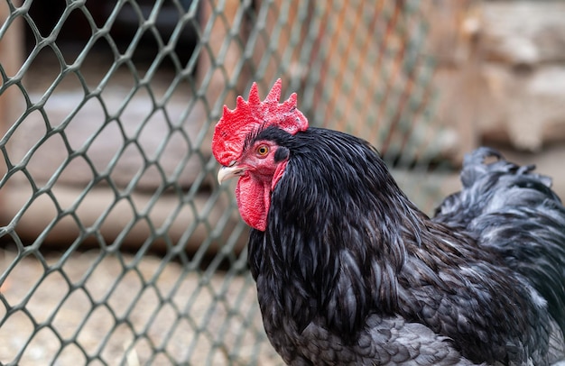 Portrait of a beautiful rooster with a bright red comb. Countryside concept with domestic bird