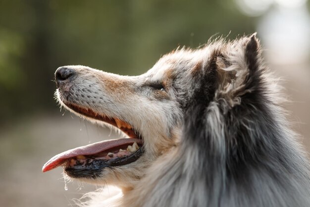 Portrait of a beautiful Rough Collie dog profile and closeup