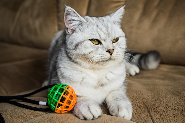 Portrait of a beautiful scottish catThe cat is playing with a ball