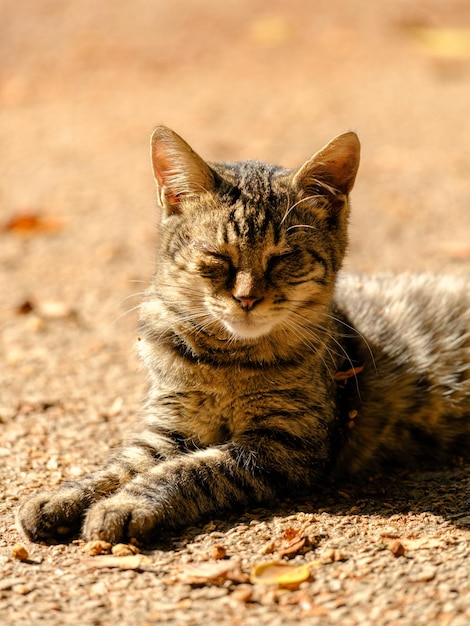 Portrait of a beautiful tabby cat