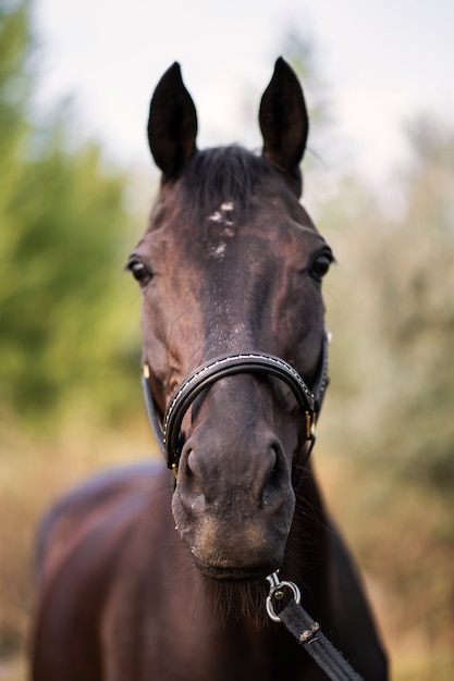 Portrait of a beautiful well groomed dark horse on the field