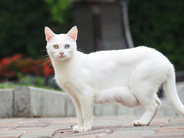 Portrait of a beautiful white cat with multi-colored eyes (heterochromia) on the street of the city