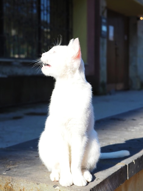 Portrait of a beautiful white cat with multi-colored eyes (heterochromia) on the street of the city