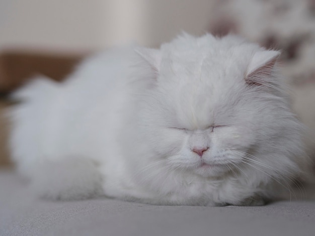 Portrait of beautiful white cat