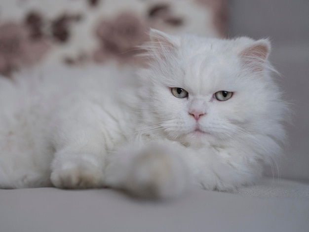 Portrait of beautiful white cat