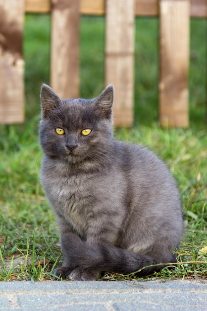 Portrait of a beautiful young gray kitten sitting on the green grass close up Domestic animal