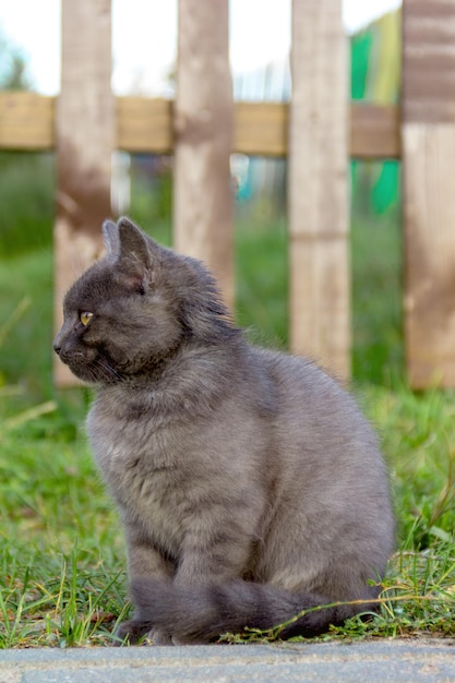 Portrait of a beautiful young gray kitten sitting sideways on the green grass closeup A pet