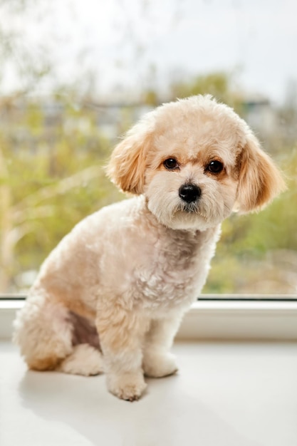 A portrait of beige Maltipoo puppy sitting on the windowsill against the background of the window