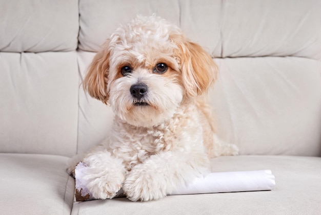 Portrait of a beige Maltipoo puppy with a cardboard tube on the sofa