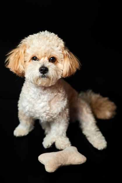 A portrait of beige Maltipoo puppy with a toy bone on a black background