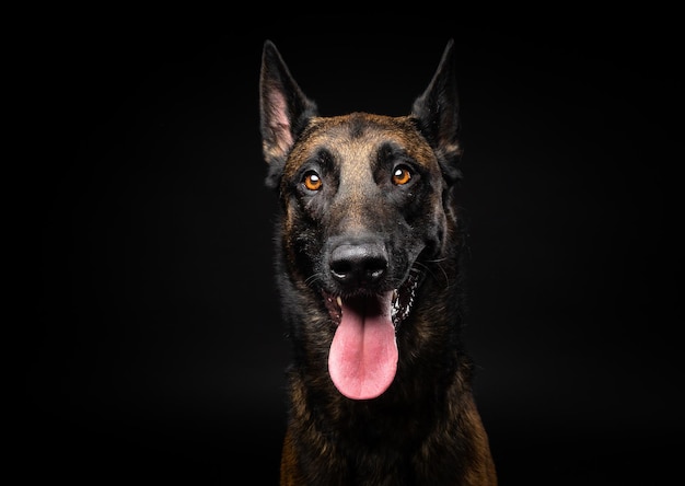 Portrait of a Belgian shepherd dog on an isolated black background Studio shot closeup