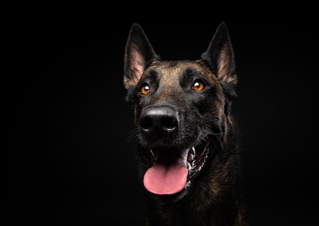 Portrait of a Belgian shepherd dog on an isolated black background Studio shot closeup