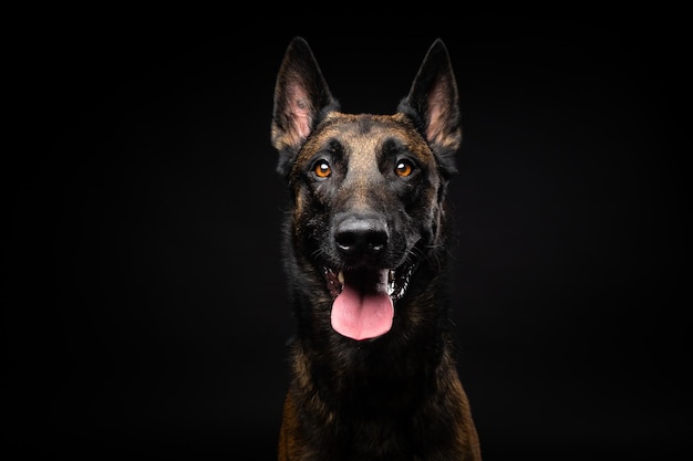 Portrait of a Belgian shepherd dog on an isolated black background