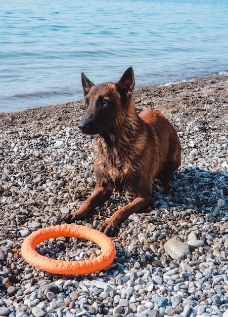 portrait of a Belgian shepherd dog, Malinois muzzle, beautiful red service dog, shepherd