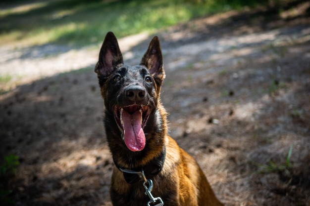 Portrait of a Belgian shepherd dog on a walk in a green park